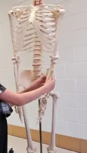A student handles a model of a human skeleton.