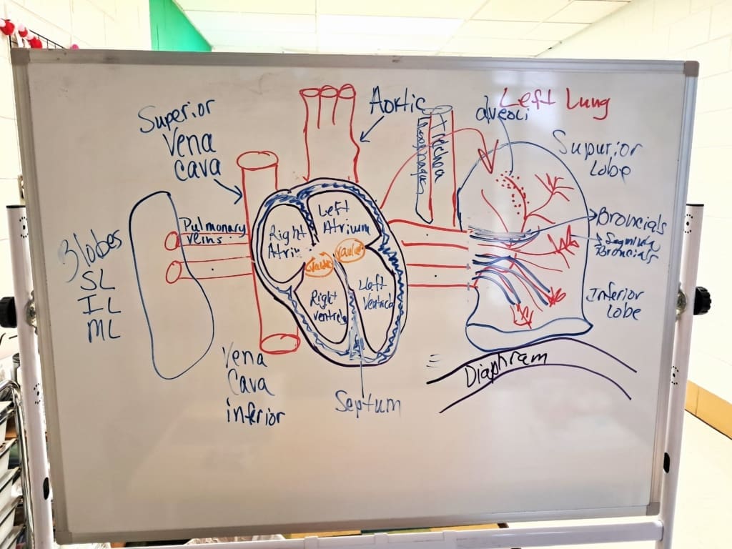 A whiteboard has a rudimentary sketch of the human heart and diaphragm with various parts labeled