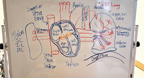 Amy Evans 3 A whiteboard has a rudimentary sketch of the human heart and diaphragm with various parts labeled